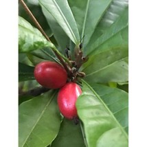 Miracle Fruit Synsepalum dulcificum Miracle Berry Fruit Seedling PLANT #WTR04 - £35.72 GBP
