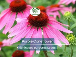 200 Seeds Purple Coneflower Echinacea Purpurea Perennial Pollinator Flow... - $14.96 CAD