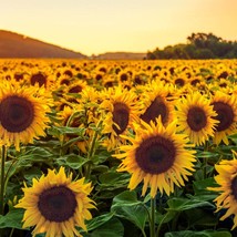 Brighten Your Garden - 30 High-Quality Sunflower Seeds - Ideal for Summer Planti - £4.78 GBP