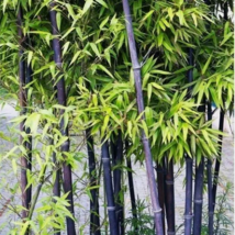 SD 50Black Bamboo Seeds Bamboo Bonsai Garden Home Decoration Garden Seeds - $188.10 MXN