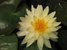 Live Pond Plant Koi Nymphaea Mangkala Ubol Yellow Orange Hardy Water Lil... - £22.84 GBP