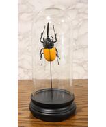 Entomology 3 Horned Rhino Beetle Faux Taxidermy Sculpture in Glass Dome ... - $894.17 MXN