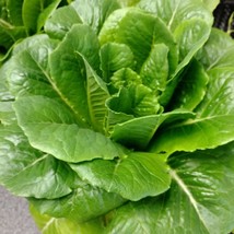 Usa Seller Lettuce Vivian Seeds - £9.69 GBP