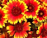 Beautiful Indian Blanket Seeds 100 Seeds Fast Shipping - $7.99