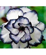 5 pcs Desert Rose Flower Adenium obesum &quot;PEONY&quot; bonsai Seeds （G） - €4,86 EUR