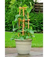 Grow In US 36 Spacemaster Bush Cucumber Seeds Patio Hanging Basket Spring - £7.53 GBP