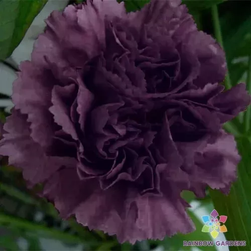 200 Grenadin King Of Blacks Carnation Seeds Fresh Seeds USA - $9.96