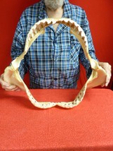 sj470-67) 19-3/8&quot; Tiger SHARK jaw sharks jaws t**th Galeocerdo taxidermy science - £1,363.96 GBP