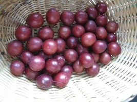 Mirabelle Plum Tree {Prunus myrobalan} Organic 5 seeds  - $12.56