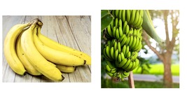 1 Dwarf Live Banana Plant Live TREE- Orinoco- Banana Tree - Large Bunches - £25.51 GBP