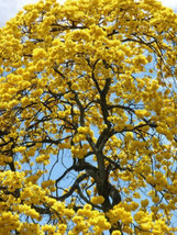 TABEBUIA caraiba exotic yellow trumpet golden tree ornamental gold seed 50 seeds - £10.15 GBP