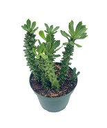 Euphorbia Ritchiei, Stapelia Monadenium ritchiei, P.R.O. Bally Bruyns, i... - $15.79