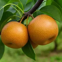 20th Century Asian Pear Tree: Self-Pollinating, Cold Hardy Live Fruit Tree - $329.90