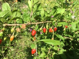 50 Goji Berry Seeds Fresh Garden - $17.58