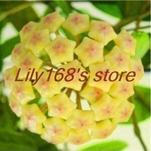 200 seeds Hoya Seeds Light Yellow with Light Pink Centre - £8.69 GBP