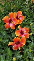 Exotic Hawaiian Sunset Fiesta Hibiscus Starter Live Plant 3 To 5 Inches Tall - £16.81 GBP