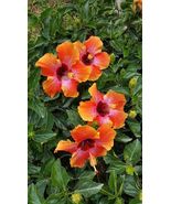 Exotic Hawaiian Sunset Fiesta Hibiscus Starter Live Plant 3 To 5 Inches ... - £16.51 GBP