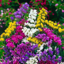 US Seller 100 Seeds Statice Pacific Mix Traditional Cut Flowers Dried Arrangemen - £8.39 GBP