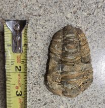 4 Inch Natural Antique Trilobite Fossil Arthropod Moroccan #4 - $13.86