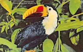 Miami Florida~Tropical HOBBYLAND-COLORFUL Toucan BIRD~1940s Postcard - £10.61 GBP