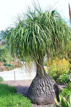 Beaucarnea Recurvata, RARE elephant foot ponytail palm CAUDEX  bonsai  100 SEEDS - £15.81 GBP