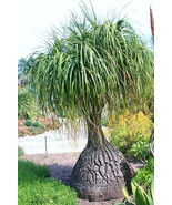 Beaucarnea Recurvata, RARE elephant foot ponytail palm CAUDEX  bonsai  1... - £16.11 GBP