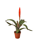 4&quot; Pot Bromeliad Vriesea &#39;Splenriet&#39; - Live House Plant - Gardening - FR... - £63.68 GBP