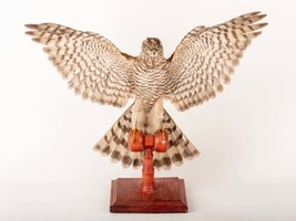 Stuffed Eurasian Sparrowhawk (Accipiter Nisus) Taxidermy stand Mount #4 ... - $340.00