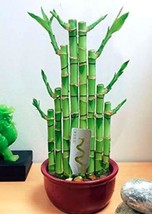 50Pcs Lucky Bamboo Choose Potted Seeds Variety Complete Dracaena Plant Garden US - £15.88 GBP