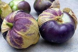 Purple tomatillo2 thumb200