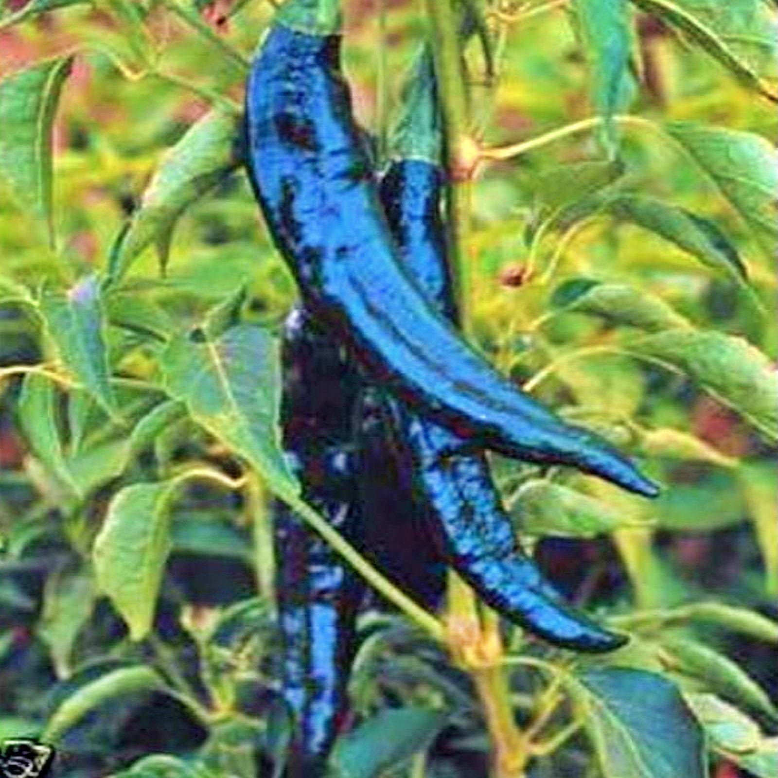 Pasilla Bajio Hot Pepper Seeds Open Pollinated Container Vegetable ...
