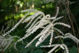 200 Goats Beard Seeds (Aruncus Dioicus)     Perennial From US - $13.95