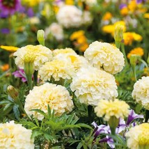25+ Moonlight Marigold Seeds – Bright Blooms for Garden &amp; Containers - $16.50