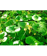 20 Giant Leopard Plant Seeds Farfugium Japonicum Var Gigiantium Gardenin... - $14.00