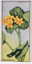 Cowan Co Toronto Card Marsh Marigold Wild Flowers Of Canada - £7.61 GBP