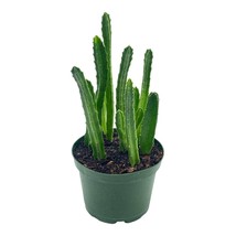 Stapelia leendertziae Black bell, 6 inch Huernia - $29.70