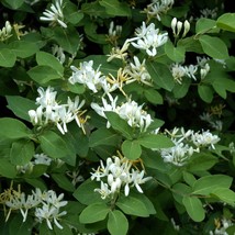Live HONEYSUCKLE BUSH Strong Rooted Plant - £14.91 GBP+