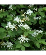 Live HONEYSUCKLE BUSH Strong Rooted Plant - $18.99 - $36.99