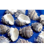 sea shell lot of 4 Crown Conch 6 to 7cm lacquered very nice uniform - £4.12 GBP