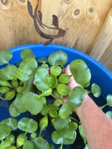 (11) Water Hyacinth Koi Pond Floating Plants Rid Algae LARGE Jumbo Purpl... - $55.00