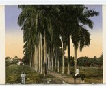 Palm Lined Drive Man on Horseback Native Worker Postcard Costa Rica by W... - $17.82