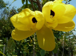 5 Pc Seeds Bauhinia Tomentosa Flower, Yellow Bauhinia Seeds for Planting | RK - £19.90 GBP