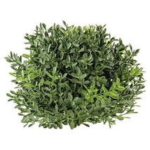 New England Boxwood Half Sphere, 7" - £13.24 GBP