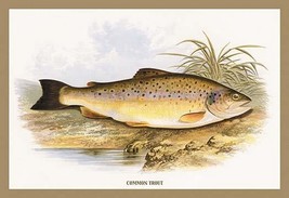 Common Trout by A.F. Lydon - Art Print - $21.99+