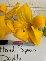 BUTTERED POPCORN 3 Daylily root fans image 4