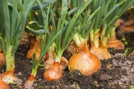 200 Yellow Spanish Sweet Onion Seeds ~ Heirloomseedguy ~ 2025 ~ - $11.05 CAD