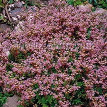 SR12Store Sedum Stoloniferum 50 Seeds US Product - £6.83 GBP