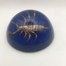 Golden Scorpion Specimen Paper Weight Decor Royal Blue Sealed Attack Mod... - $19.79