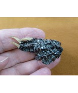 g630-303) XX SMALL Gator FOOT PAW ALLIGATOR TAXIDERMY feet claw weird ga... - $161.90 MXN