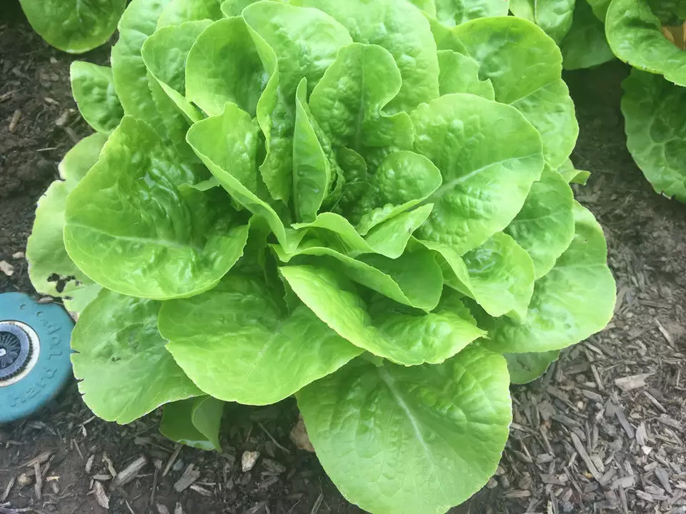 SKMO Buttercrunch Butterhead Lettuce Vegetable 700 Seeds Indoor Gardening - £7.42 GBP